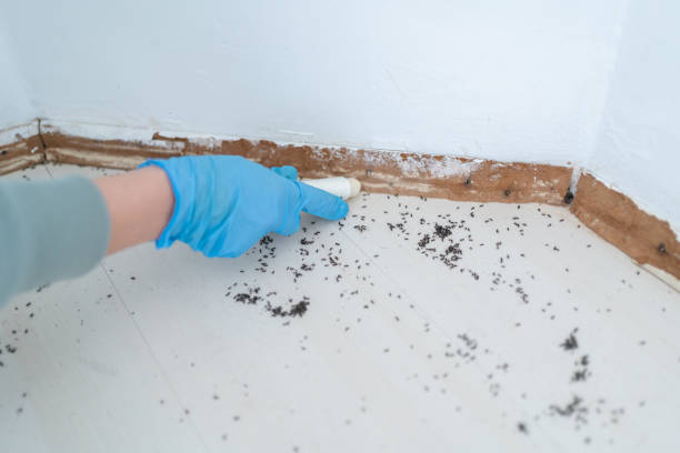 Best Affordable Pest Control Services  in Hahira, GA